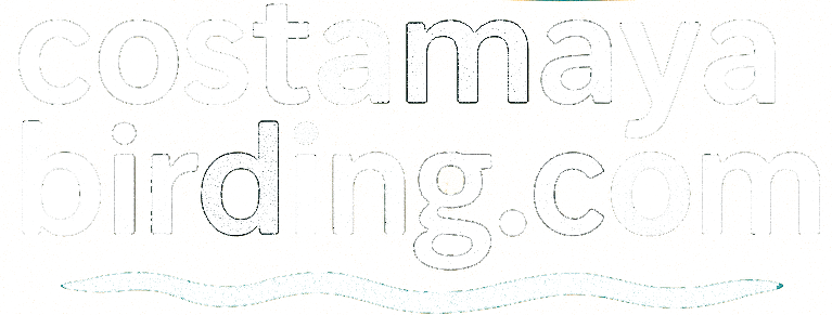 costamayabirding.com